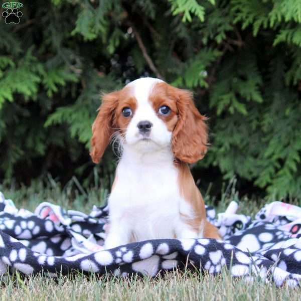 Oaklee, Cavalier King Charles Spaniel Puppy