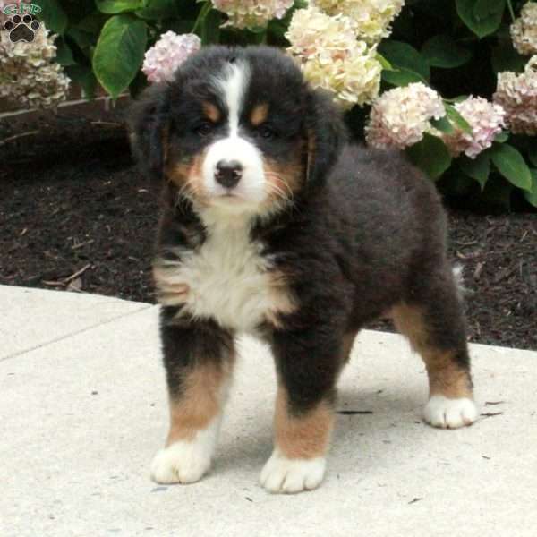 Oakley, Bernese Mountain Dog Puppy