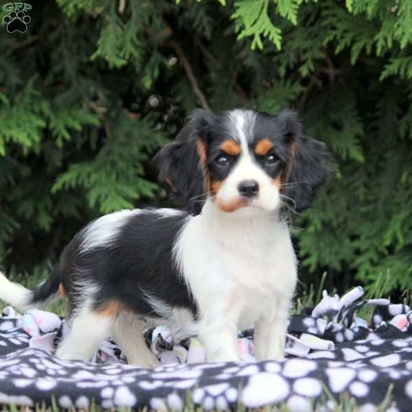 Ocean, Cavalier King Charles Spaniel Puppy