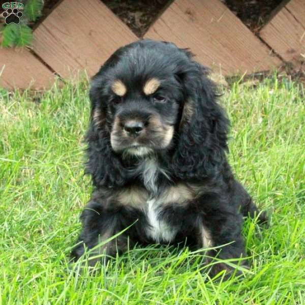 Odette, Cocker Spaniel Puppy