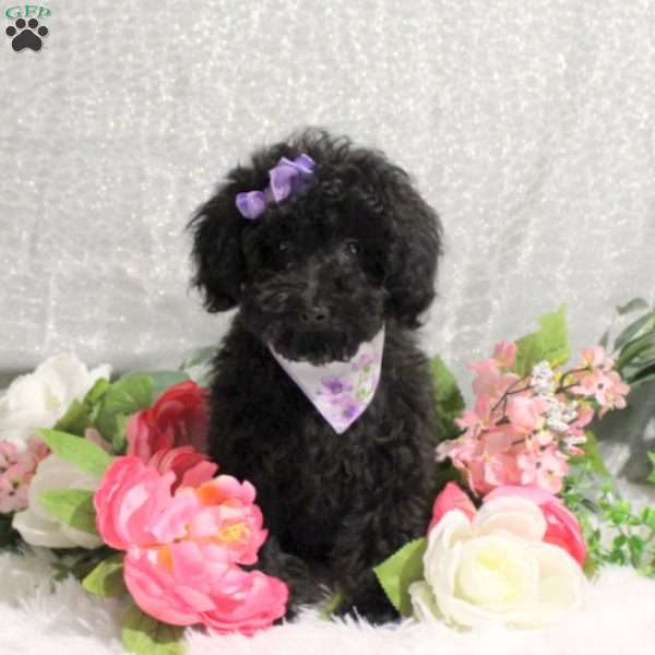 Olinda, Toy Poodle Puppy