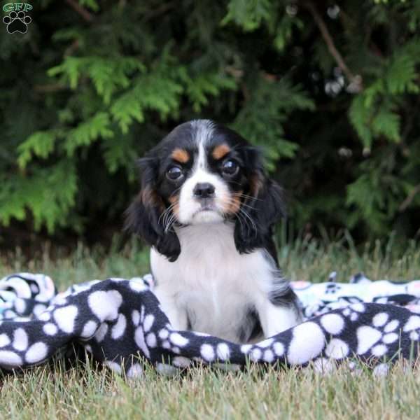 Olive, Cavalier King Charles Spaniel Puppy