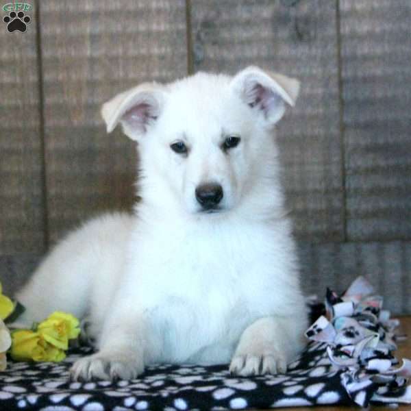 Oliver, German Shepherd Puppy