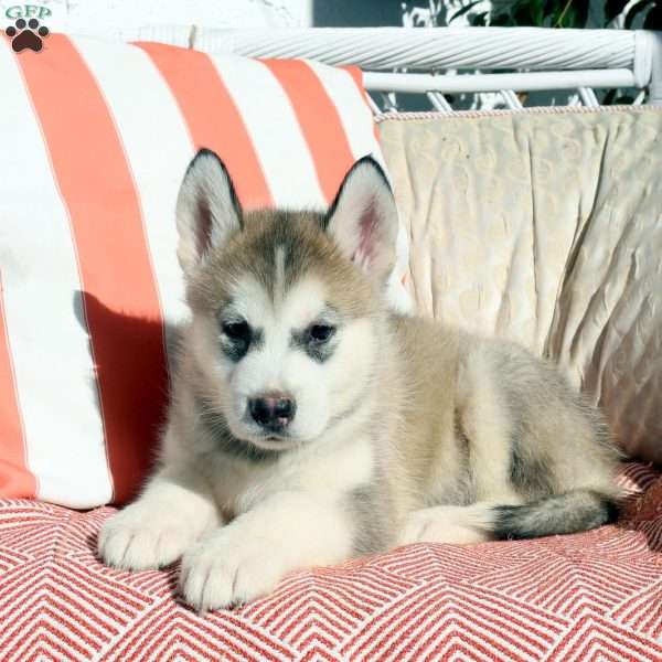 Oliver, Alaskan Malamute Puppy