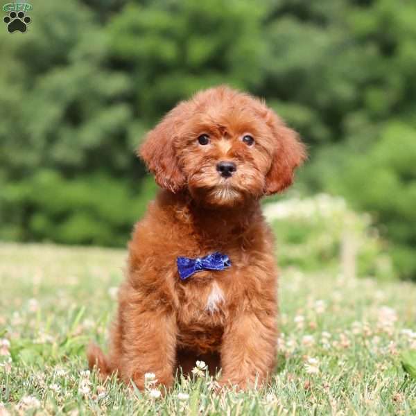 Oliver, Cavapoo Puppy