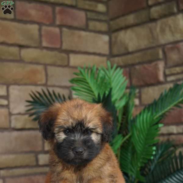 Oliver, Soft Coated Wheaten Terrier Puppy