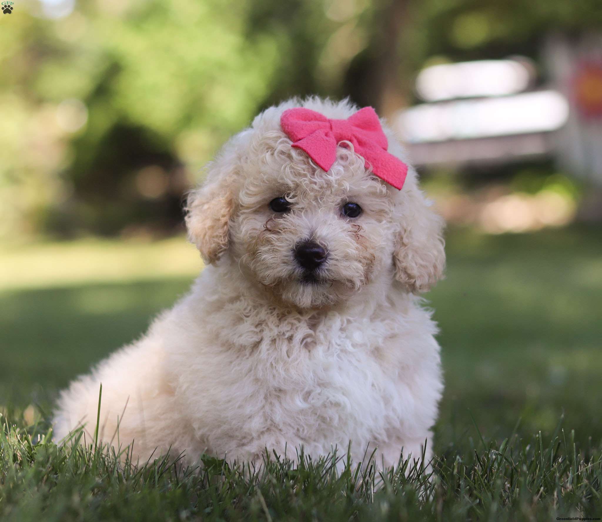 Olivia - Bich-Poo Puppy For Sale in Ohio