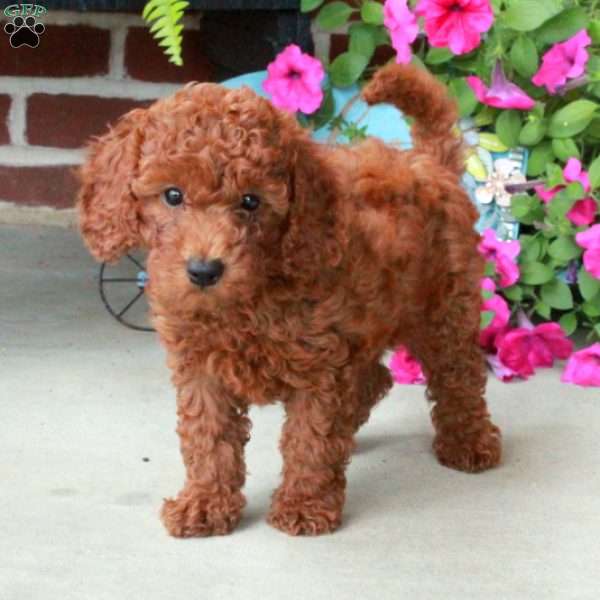 Olivia, Mini Goldendoodle Puppy