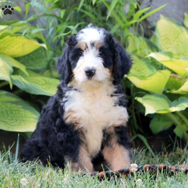 Olivia, Bernedoodle Puppy