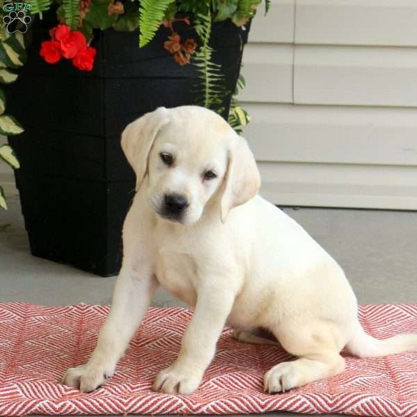 Ollie, Yellow Labrador Retriever Puppy