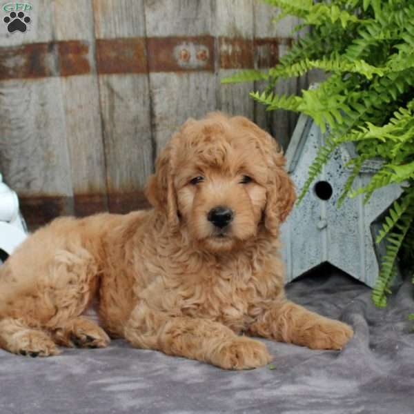 Ollie, Goldendoodle Puppy