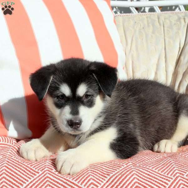 Opal, Alaskan Malamute Puppy