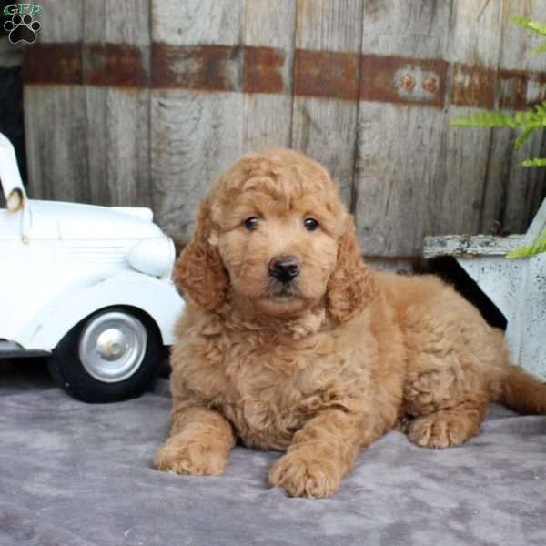 Opal, Goldendoodle Puppy