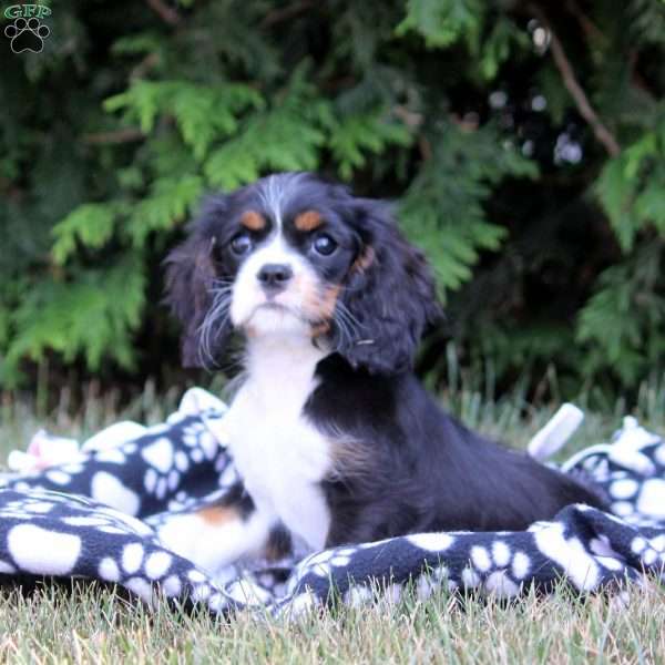 Ophelia, Cavalier King Charles Spaniel Puppy