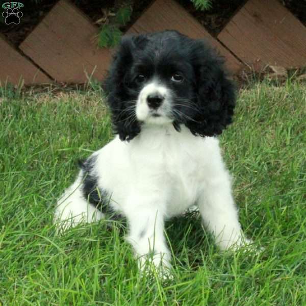 Ophelia, Cocker Spaniel Puppy