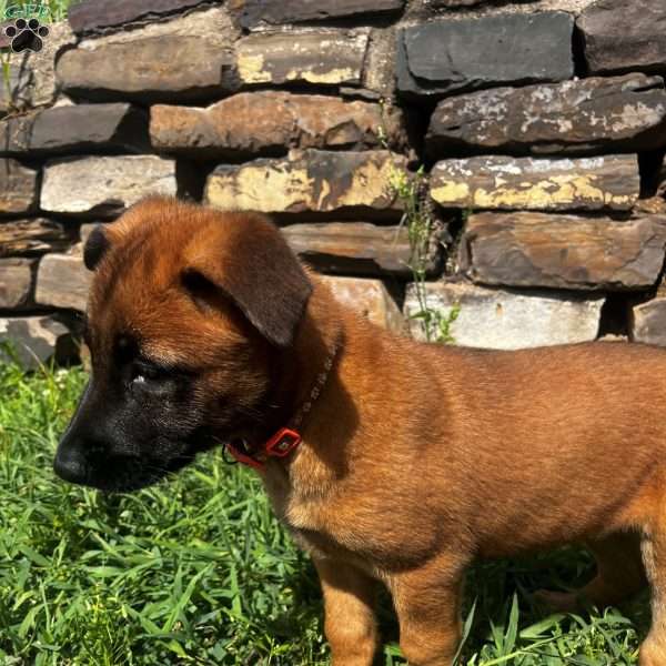 Orange, Belgian Malinois Puppy