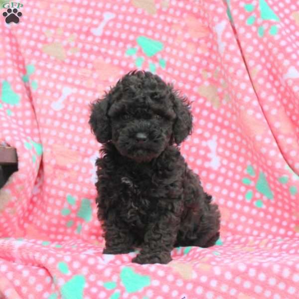 Orchid, Toy Poodle Puppy