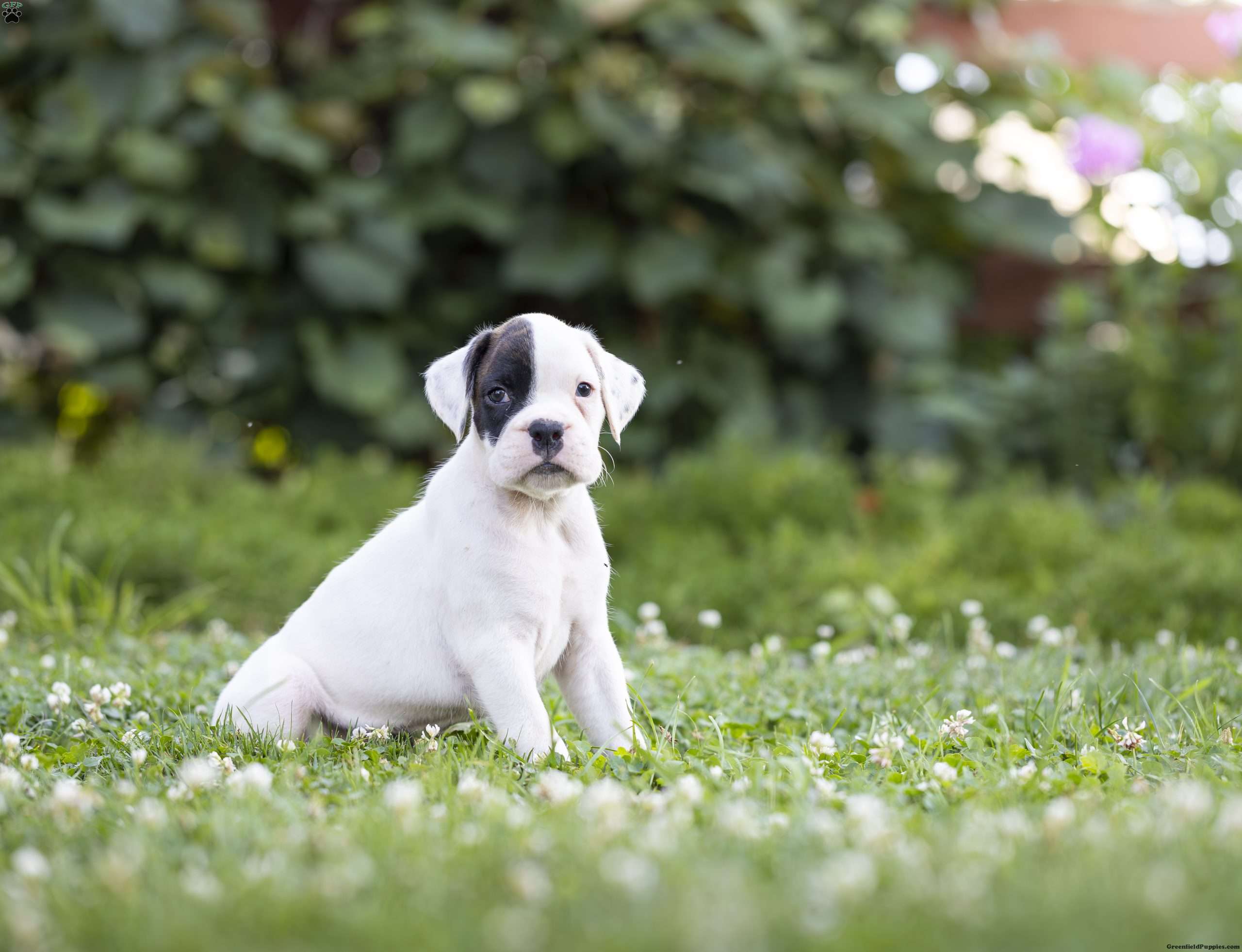 Oreo - Boxer Puppy For Sale In Pennsylvania