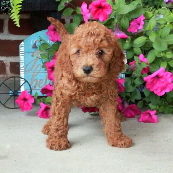 Oscar, Mini Goldendoodle Puppy