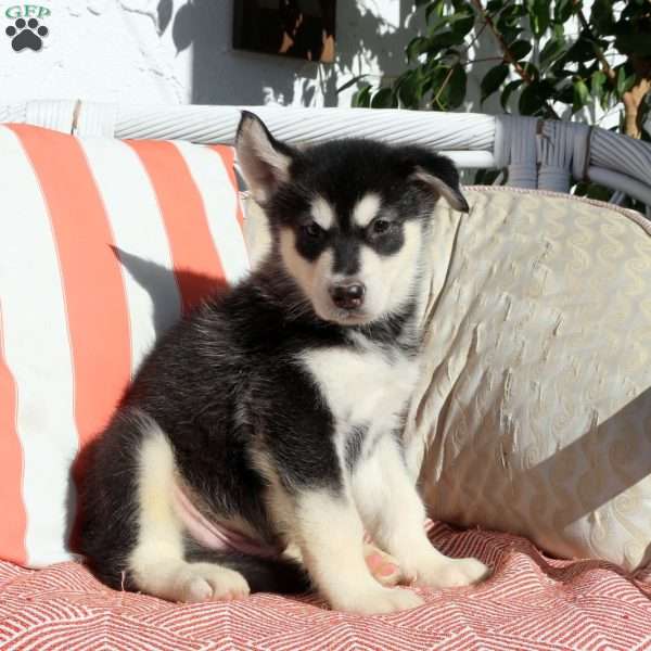 Oscar, Alaskan Malamute Puppy