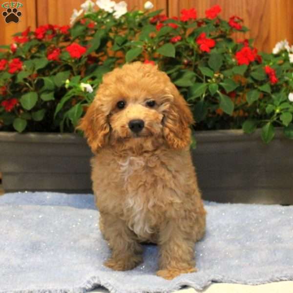 Oskar, Miniature Poodle Puppy