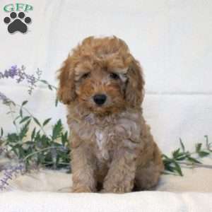 Oskar, Miniature Poodle Puppy