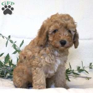 Oskar, Miniature Poodle Puppy