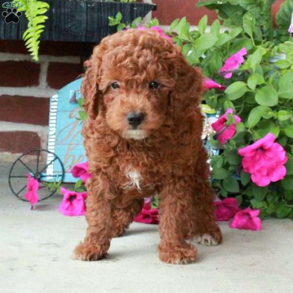 Oswald, Mini Goldendoodle Puppy