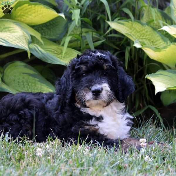 Otis, Bernedoodle Puppy