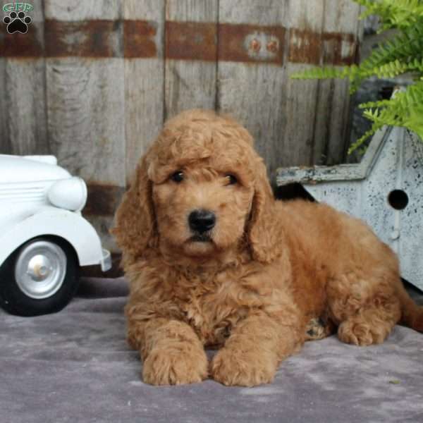 Otis, Goldendoodle Puppy