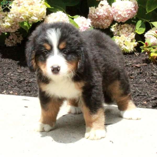 Otto, Bernese Mountain Dog Puppy