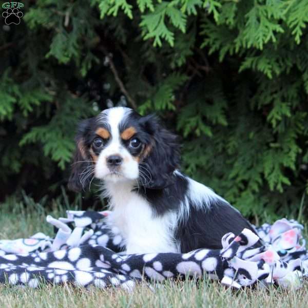 Owen, Cavalier King Charles Spaniel Puppy