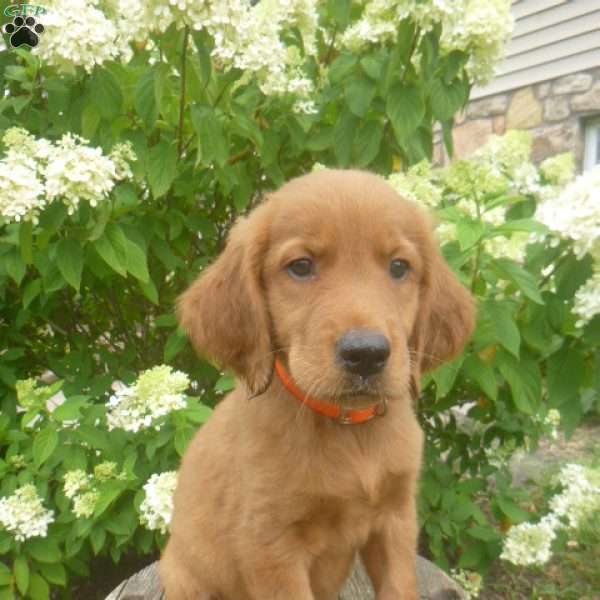 Hamlin, Golden Irish Puppy