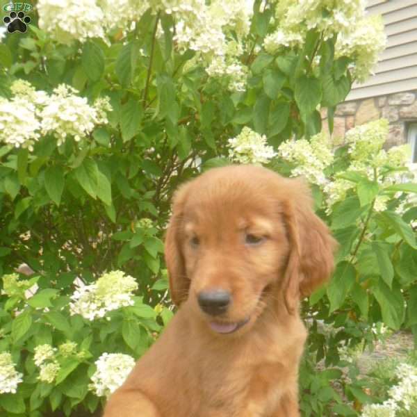 Heather, Golden Irish Puppy