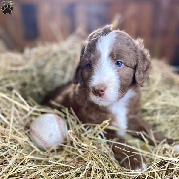 PETER PAN, Mini Aussiedoodle Puppy