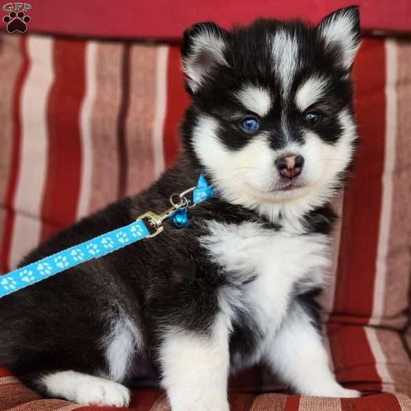 Hannah, Pomsky Puppy