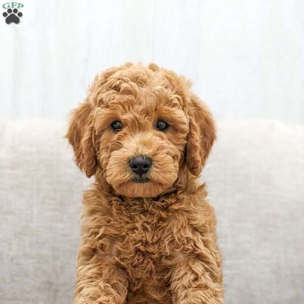 Jasper, Mini Goldendoodle Puppy