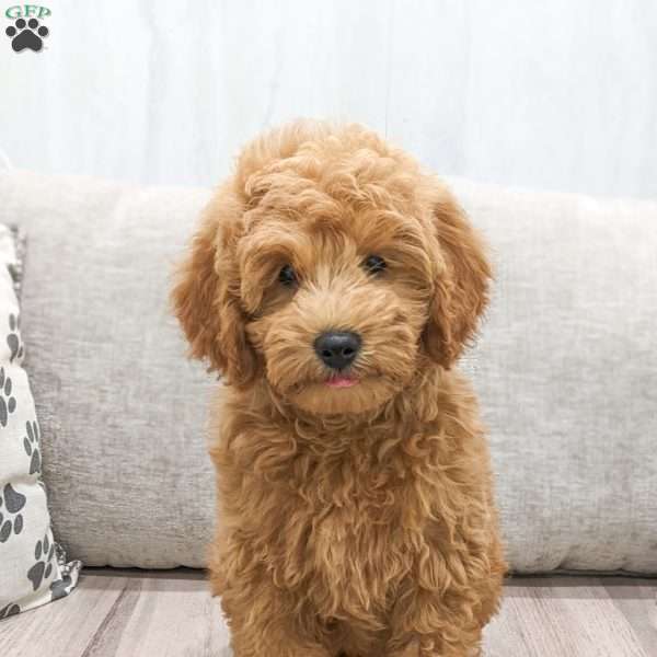 Jake, Mini Goldendoodle Puppy