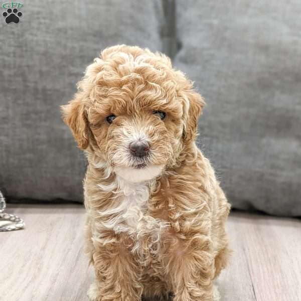 Ginny, Miniature Poodle Puppy