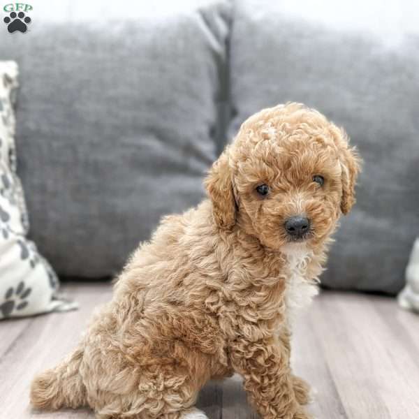 Gigi, Miniature Poodle Puppy