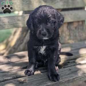 Captain, Bernese Golden Mountain Dog Puppy