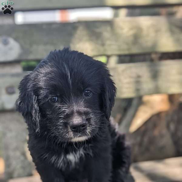 Archy, Bernese Golden Mountain Dog Puppy