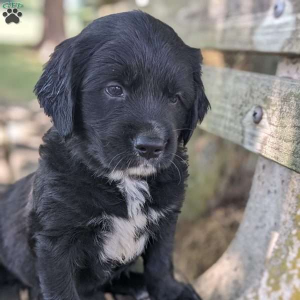 Buttercup, Bernese Golden Mountain Dog Puppy