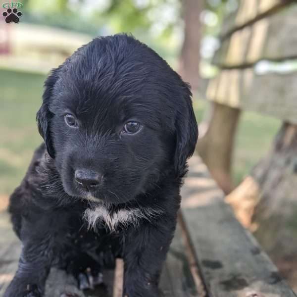 Shadow, Bernese Golden Mountain Dog Puppy