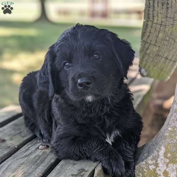 Ariana, Bernese Golden Mountain Dog Puppy