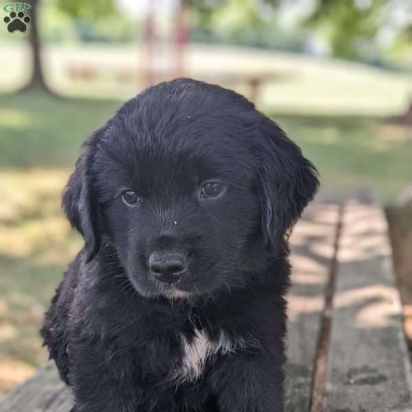 Sadie, Bernese Golden Mountain Dog Puppy