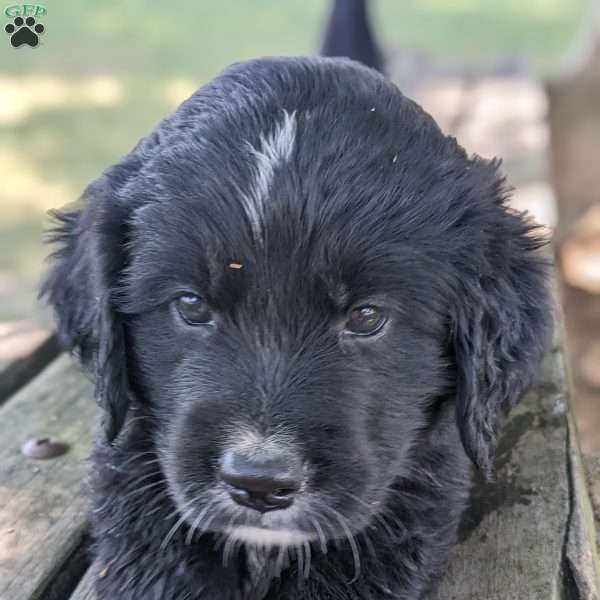 Iris, Bernese Golden Mountain Dog Puppy