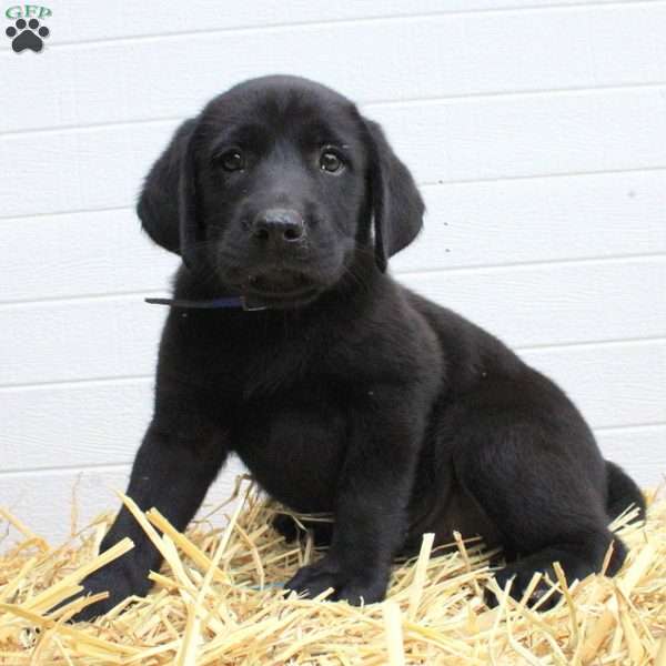 Pablo, Labrador Mix Puppy