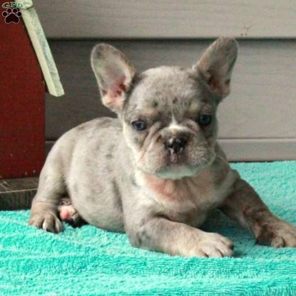 Panther, French Bulldog Puppy