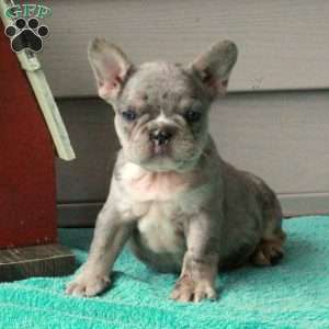 Panther, French Bulldog Puppy